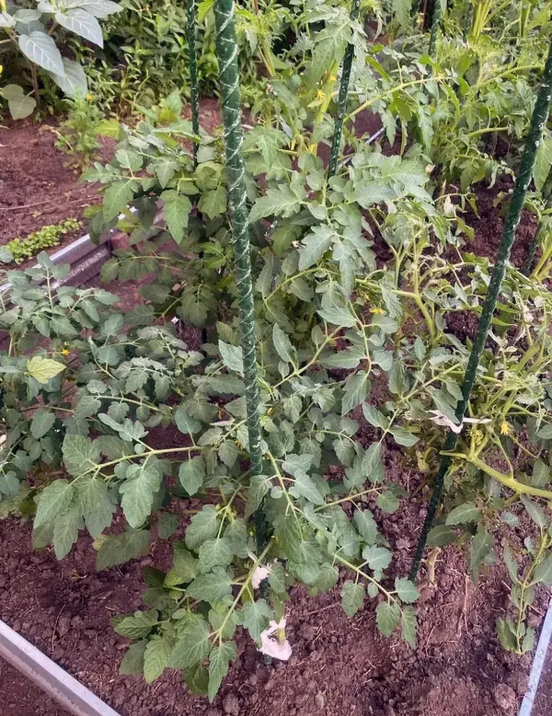 Колышки садовые для подвязки растений 2 м